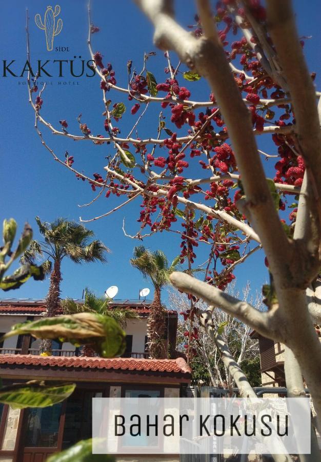 Kaktues Boutique Hotel סייד מראה חיצוני תמונה